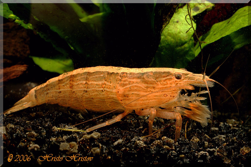 Atyopsis moluccensis ( De Haan, 1849)